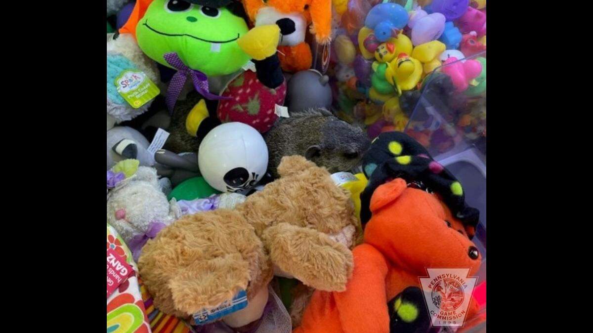 The mini golf course and ice cream shop announced a contest to select a name for the claw machine critter.