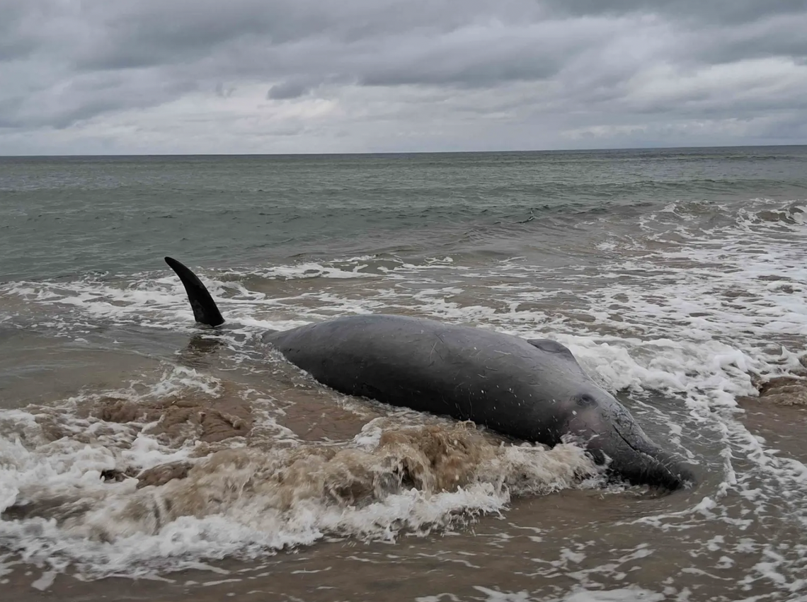 The whale's death comes after a “cluster” of other strandings throughout Europe.