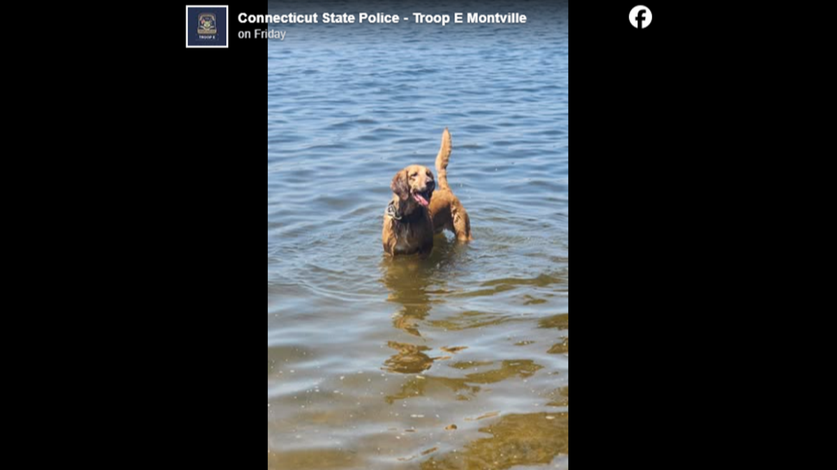 A bloodhound helped find a missing woman, Connecticut troopers said.