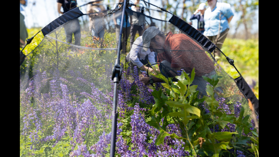 Biologists deposited caterpillars of the rare frosted elfin butterfly on its host plant, the sundial lupine, in north Florida.