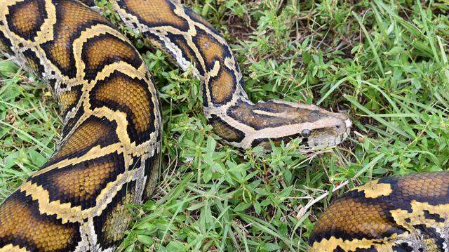 Nearly 200 Burmese pythons were removed from the wild as part of the 2024 Florida Python Challenge, officials said.