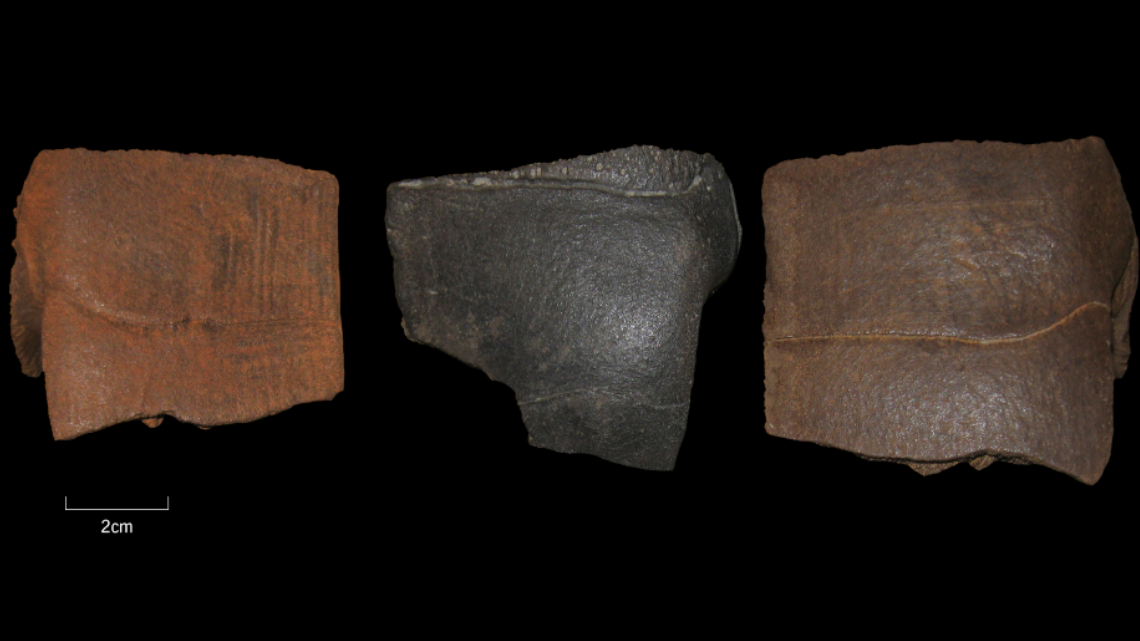 Turtle shell fragments, which date back up to 50,000 years ago, were discovered at an archaeological site in Germany, posing questions about their origins, officials said.