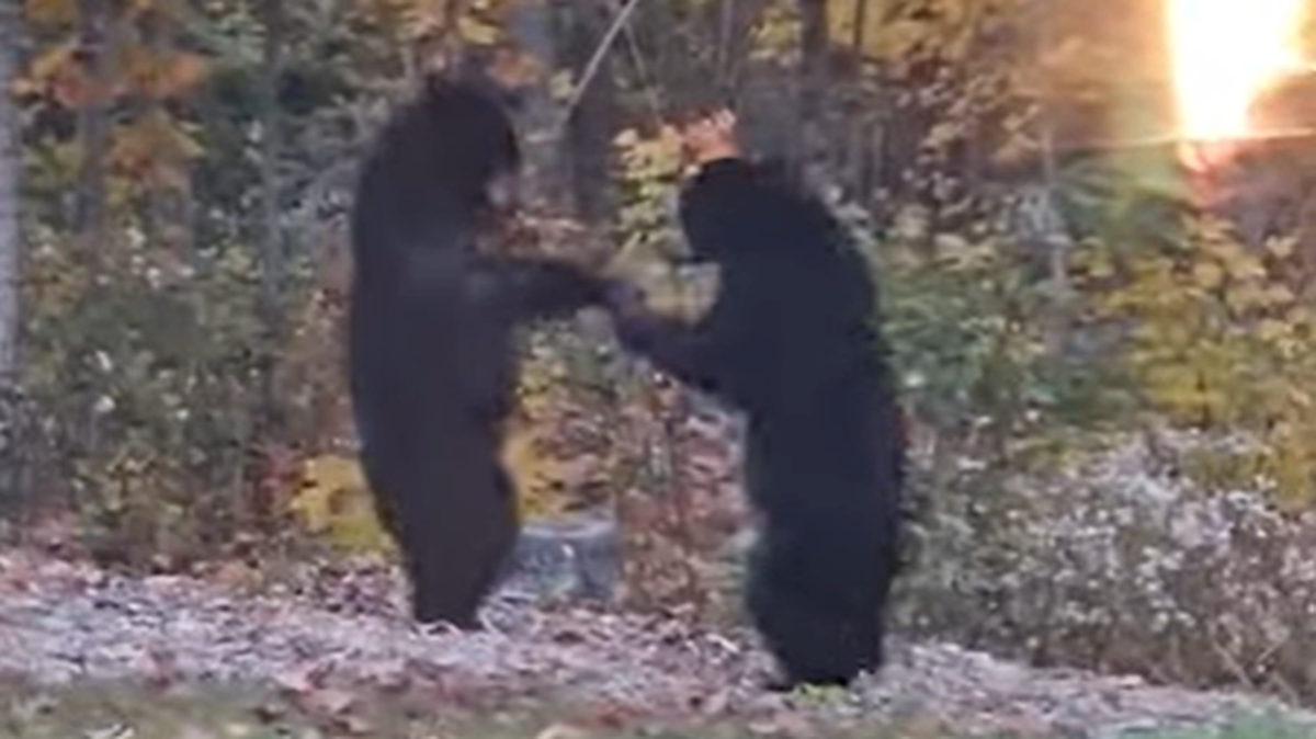 A homeowner woke up to bears brawling in her Massachusetts backyard, video shows.