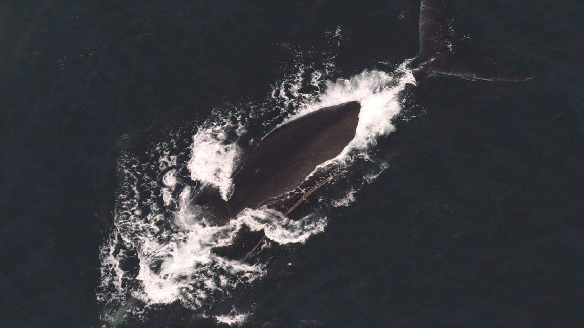 Three North Atlantic right whales previously entangled in lines and buoys are now gear-free, according to the NOAA.