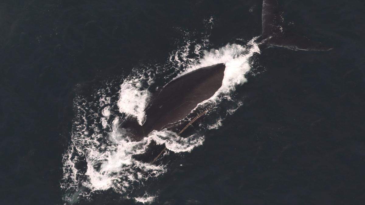 The National Oceanic and Atmospheric Administration said the same two right whales were spotted earlier this year free from fishing gear.
