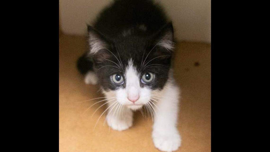As a Massachusetts mechanic looked under the hood of a car and into the engine compartment, he noticed something furry.