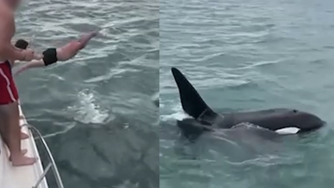 A man tried to “body slam” an orca off the coast of New Zealand. Now, he’s been fined by the government for the “shocking” incident, officials said.