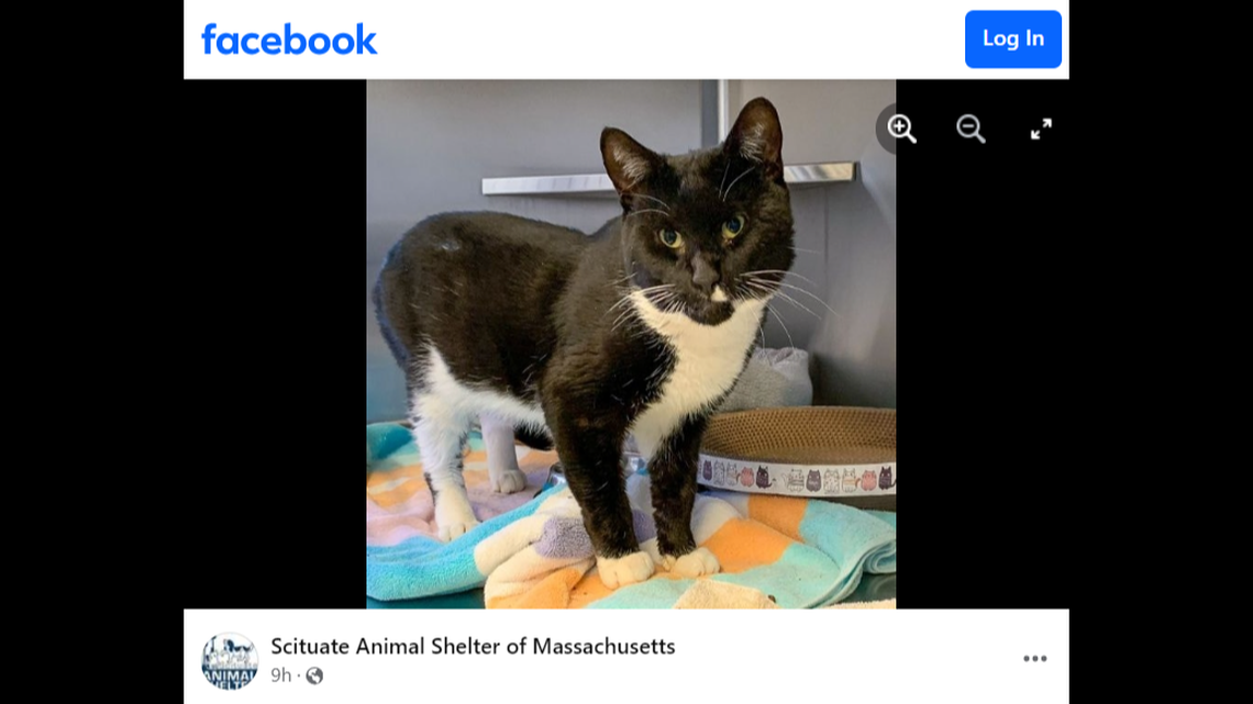 The cat needed medical attention to help heal his mouth from the damage, the Massachusetts animal shelter said.