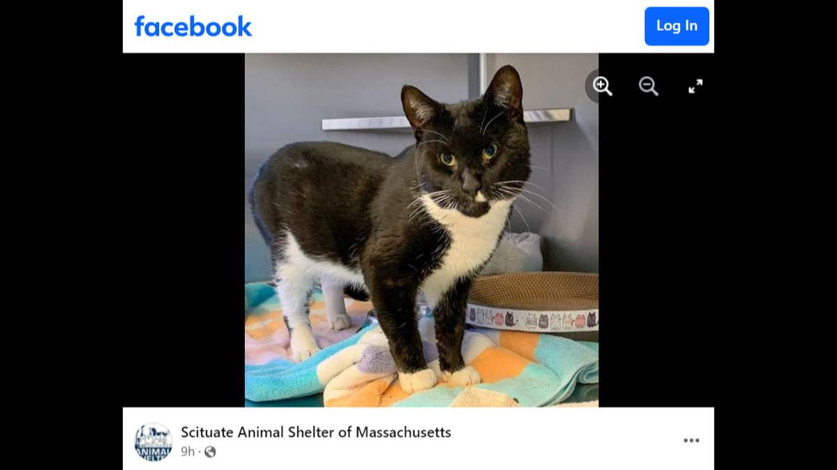 The cat needed medical attention to help heal his mouth from the damage, the Massachusetts animal shelter said.