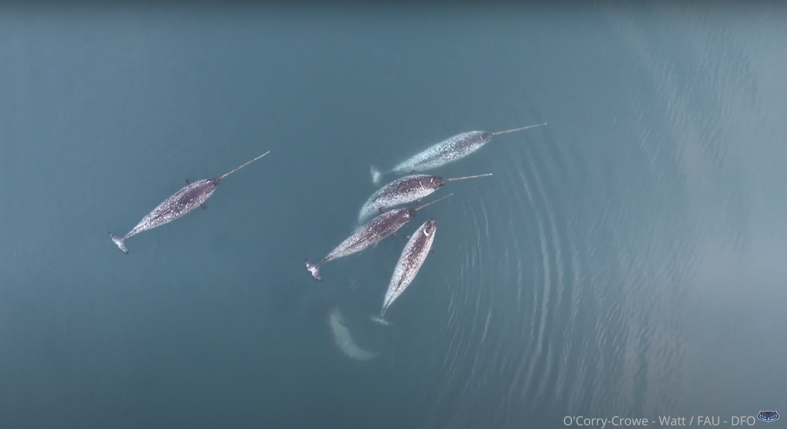 Newly published drone footage sheds light into narwhal behavior and provides the first-ever evidence of the animals engaging in play, according to a new study.