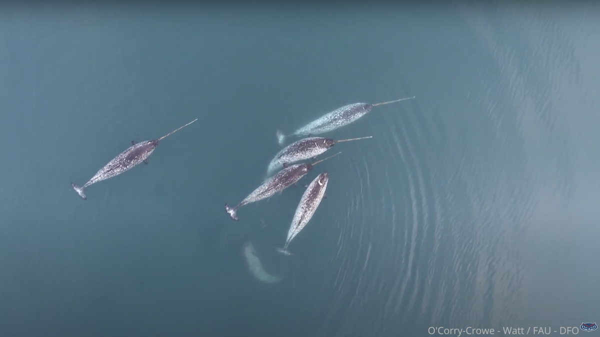 Newly published drone footage sheds light into narwhal behavior and provides the first-ever evidence of the animals engaging in play, according to a new study.