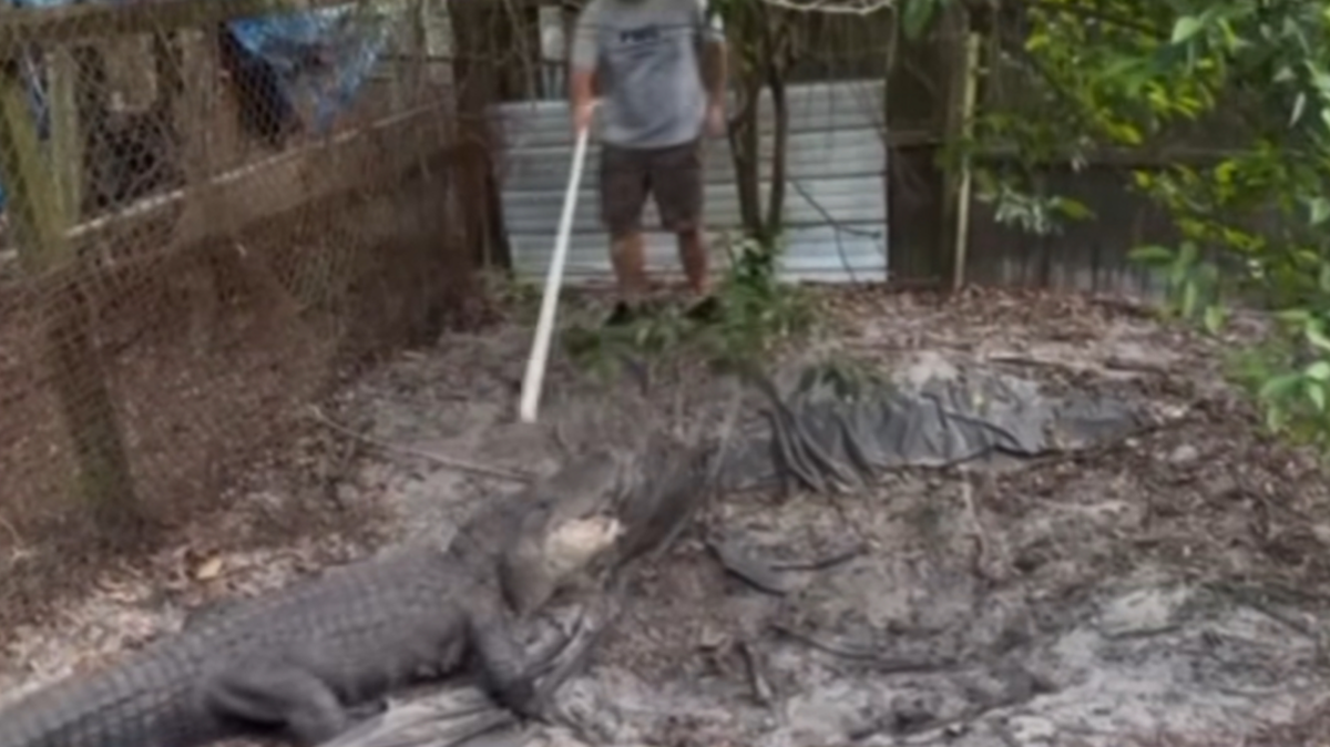 A 9-foot alligator, along with other animals in rough shape, were found during a drug raid at at Jacksonville home, police said.