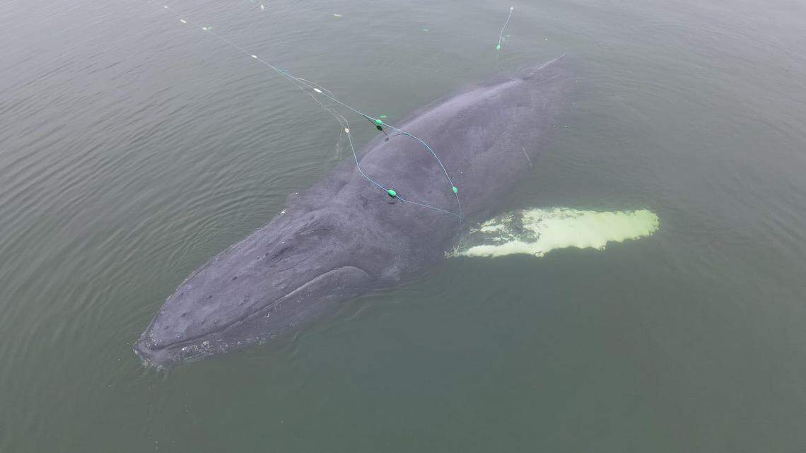 An entangled humpback whale was recently rescued in the Baltic Sea, video footage shows.