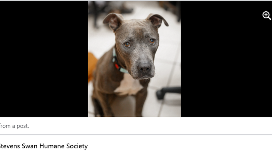 Clyde is only stressed in his kennel, the shelter said. Outside of his kennel he is a happy boy.