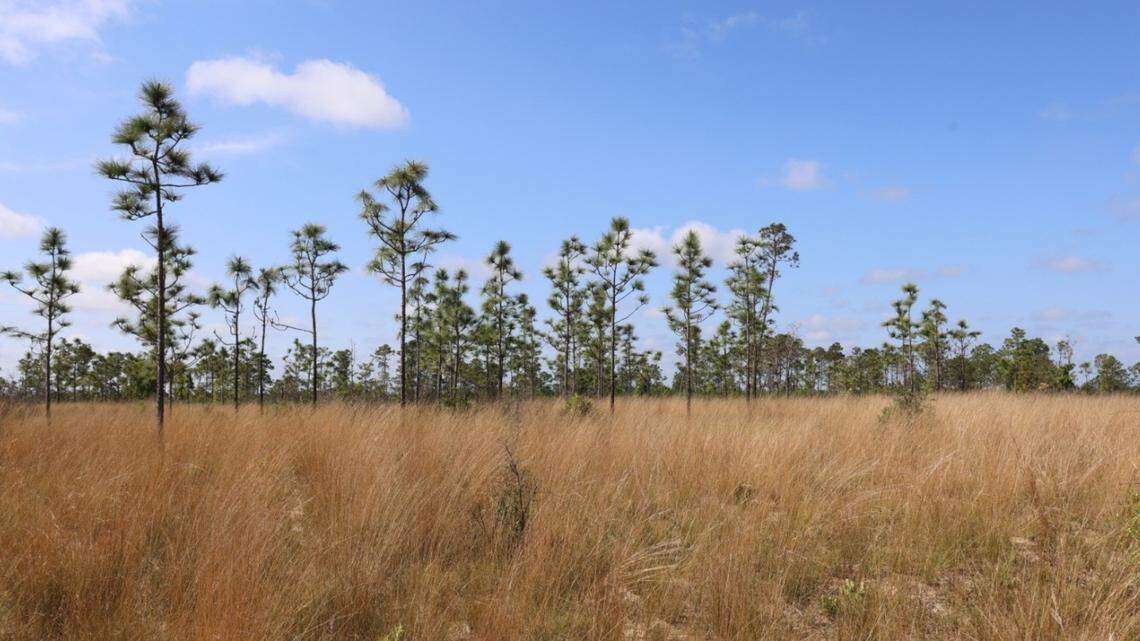 Biologists released 42 Eastern indigo snakes into their increasingly uncommon environment, the longleaf pine ecosystem in the Florida Panhandle.