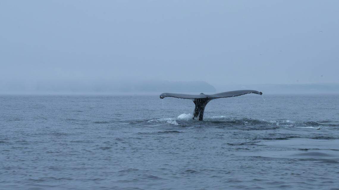 Two humpback whales tethered together with fishing gear were rescued off the coast of Canada, officials said.