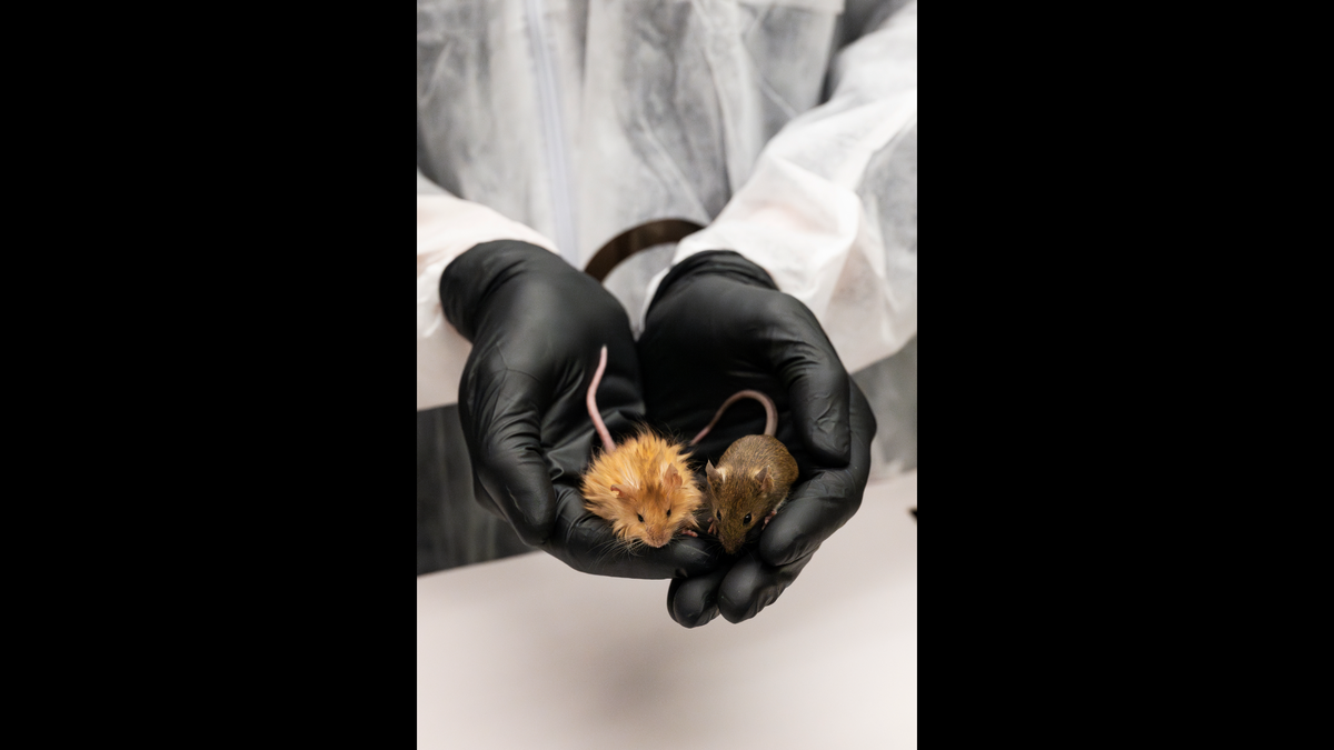 A gene-edited woolly mouse (left) beside a typical lab mouse.