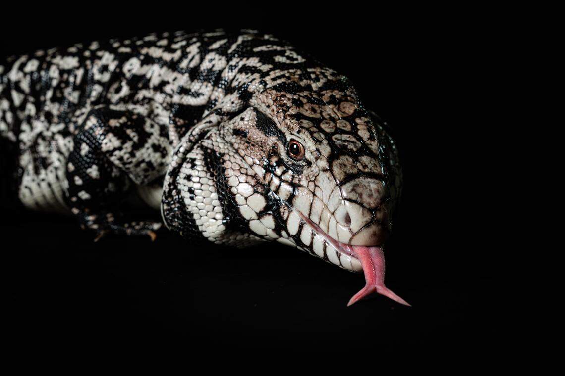 A prehistoric relative of the modern-day Argentine black and white tegu, considered invasive in Florida, has been identified by researchers with the Florida Museum of Natural History as a new species.