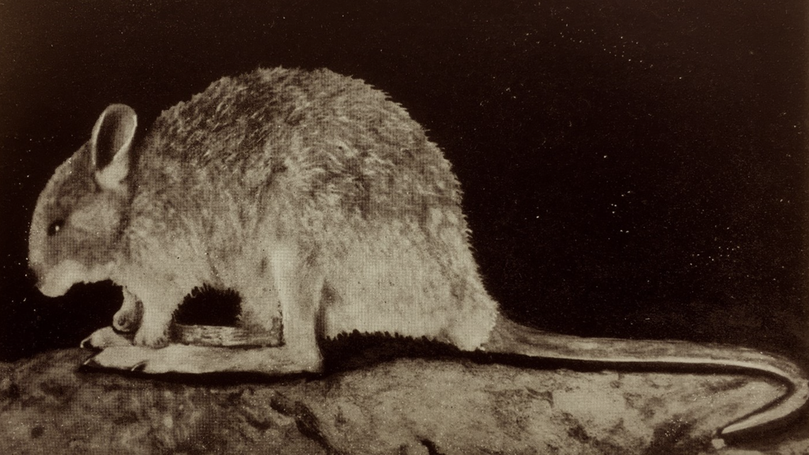 The desert rat-kangaroo — a small marsupial species — was declared extinct in 1994. But, scientists believe it could be alive and “evading detection,” according to a new study.