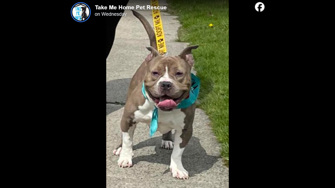 An animal rescue nonprofit put out a call for help to support a dog and her future puppies when they learned was pregnant.