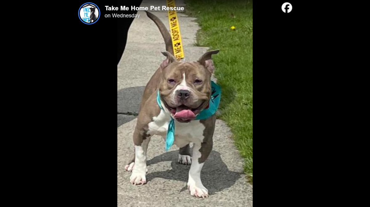 An animal rescue nonprofit put out a call for help to support a dog and her future puppies when they learned was pregnant.