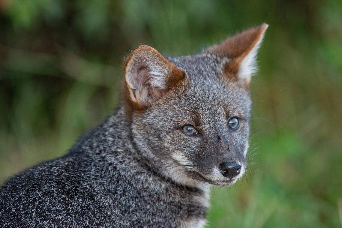 The rarely seen species is classified as endangered, Chilean officials said.