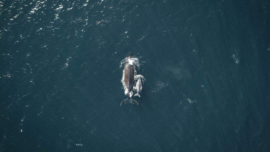 A humpback whale entangled in rope was freed off the coast of Australia during an hourslong operation, officials said.