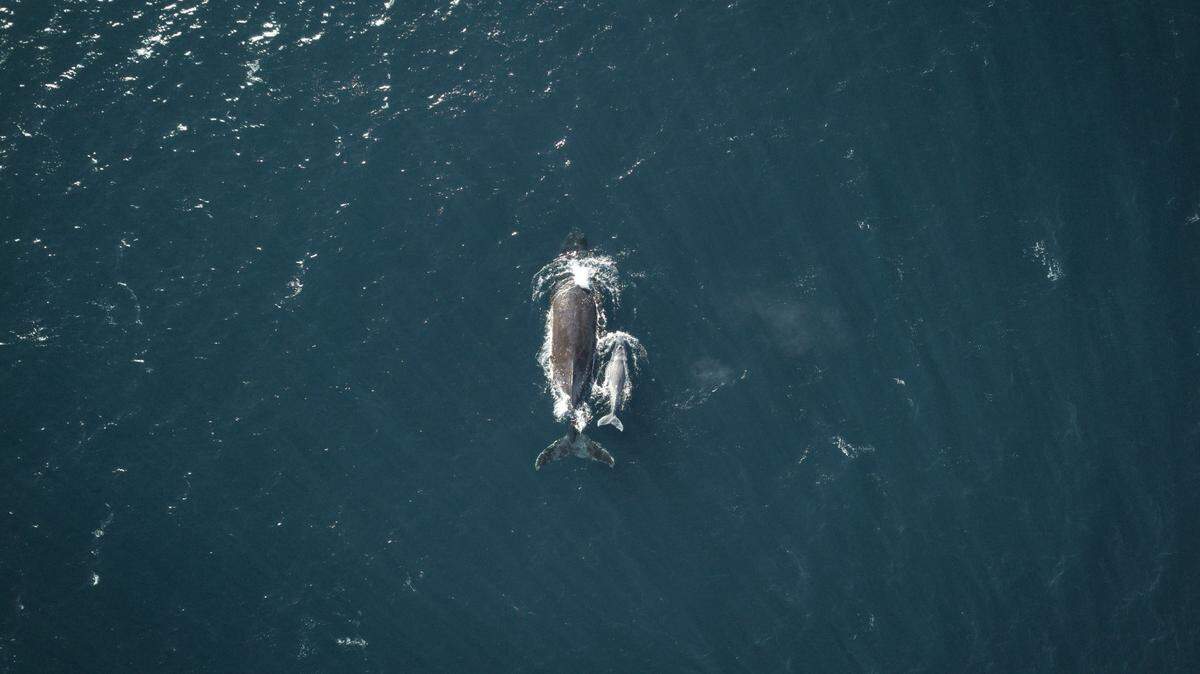 A humpback whale entangled in rope was freed off the coast of Australia during an hourslong operation, officials said.
