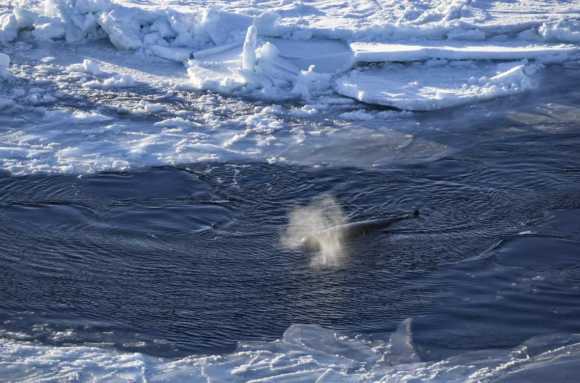 During recent Antarctic expeditions, researchers spotted a rare, poorly understood species: the Arnoux’s beaked whale, according to a new study.