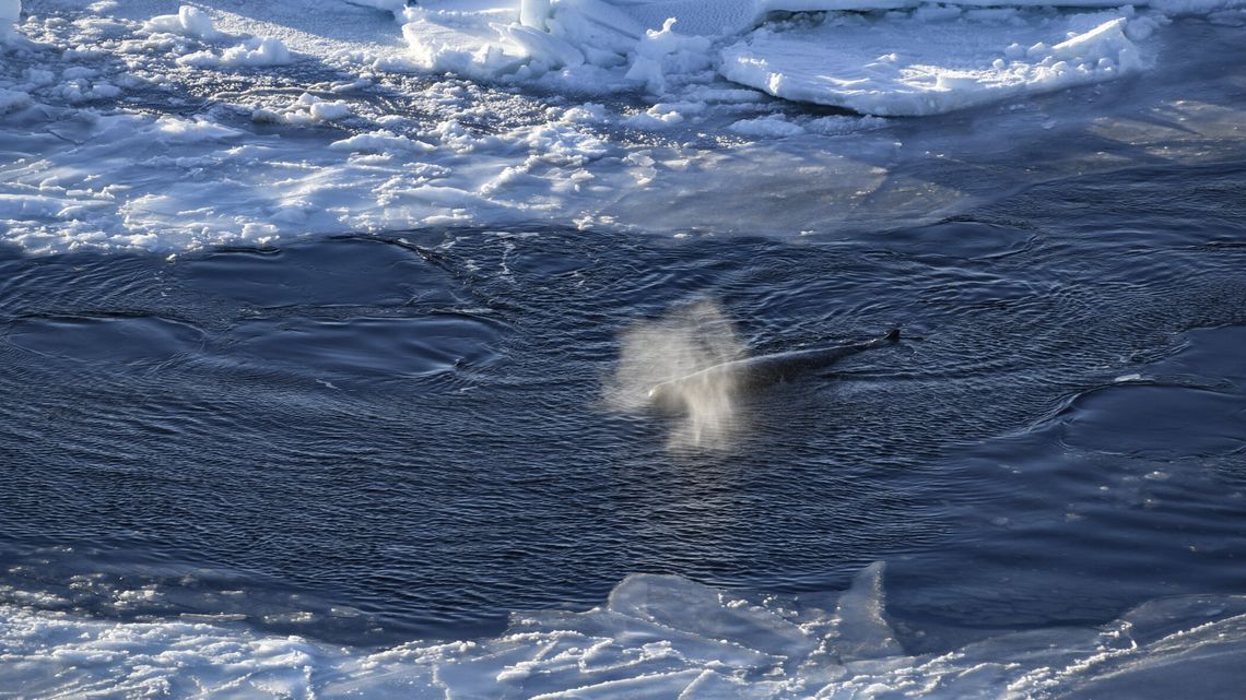 During recent Antarctic expeditions, researchers spotted a rare, poorly understood species: the Arnoux’s beaked whale, according to a new study.