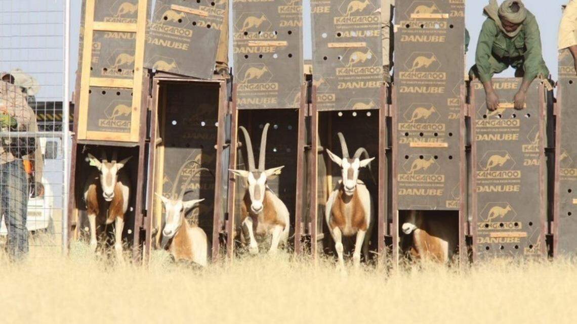 The scimitar-horned oryx was declared extinct in the wild in 2000. But now, after an “ambitious” conservation project, they’ve returned to Chad, officials said.