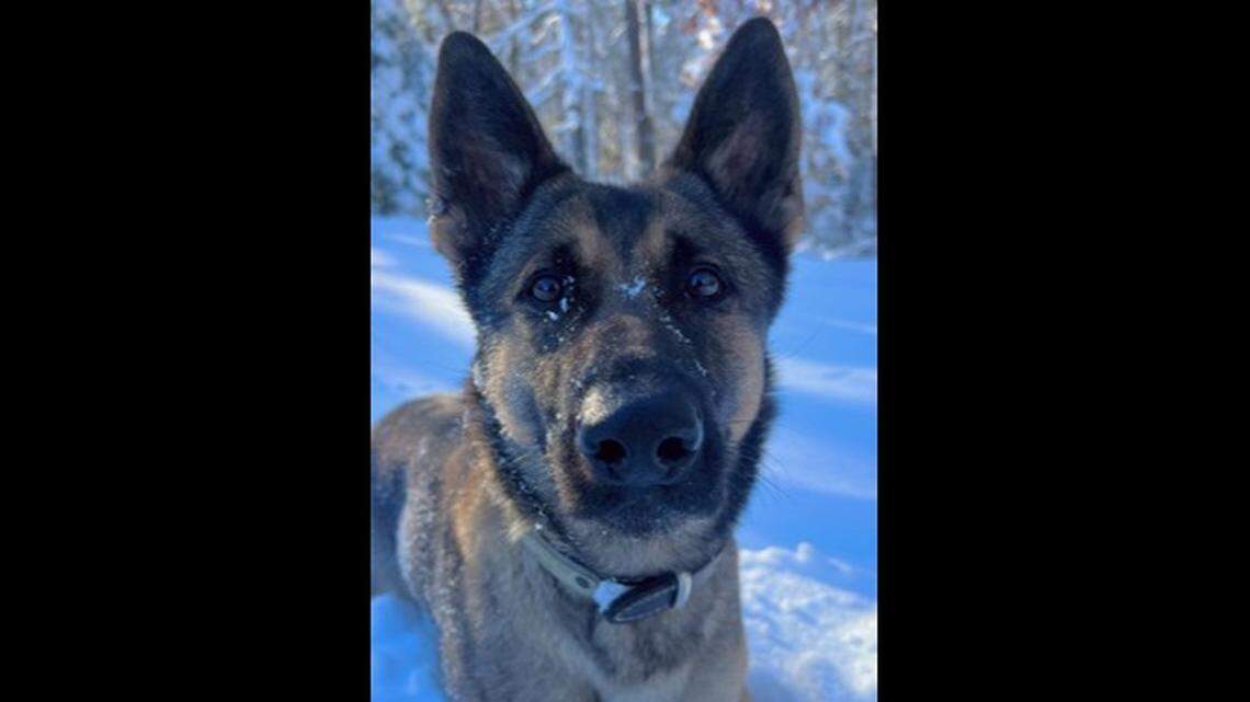 A child who went missing after dark in frigid weather was found after a police K-9 tracked their scent, Massachusetts police say.