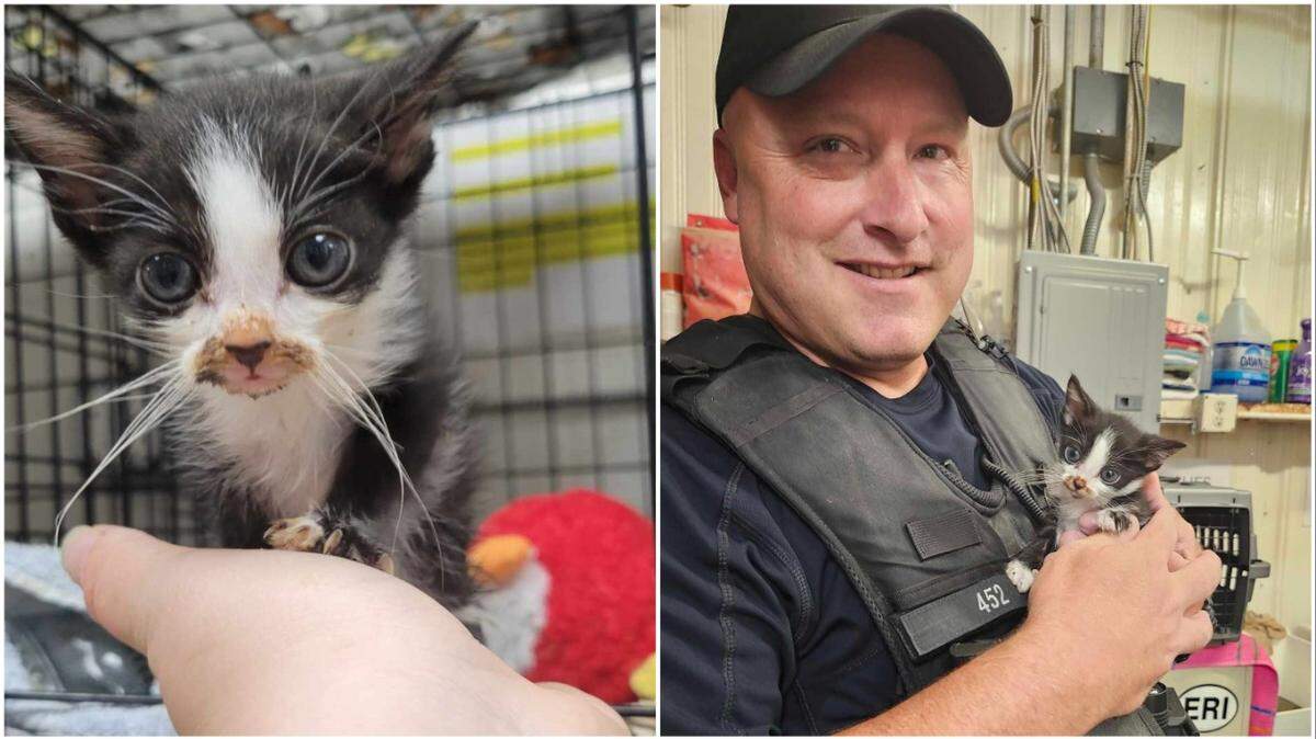 A Pennsylvania police officer rescued a kitten from a group of children tossing him back and forth in a game of catch, according to an animal shelter.