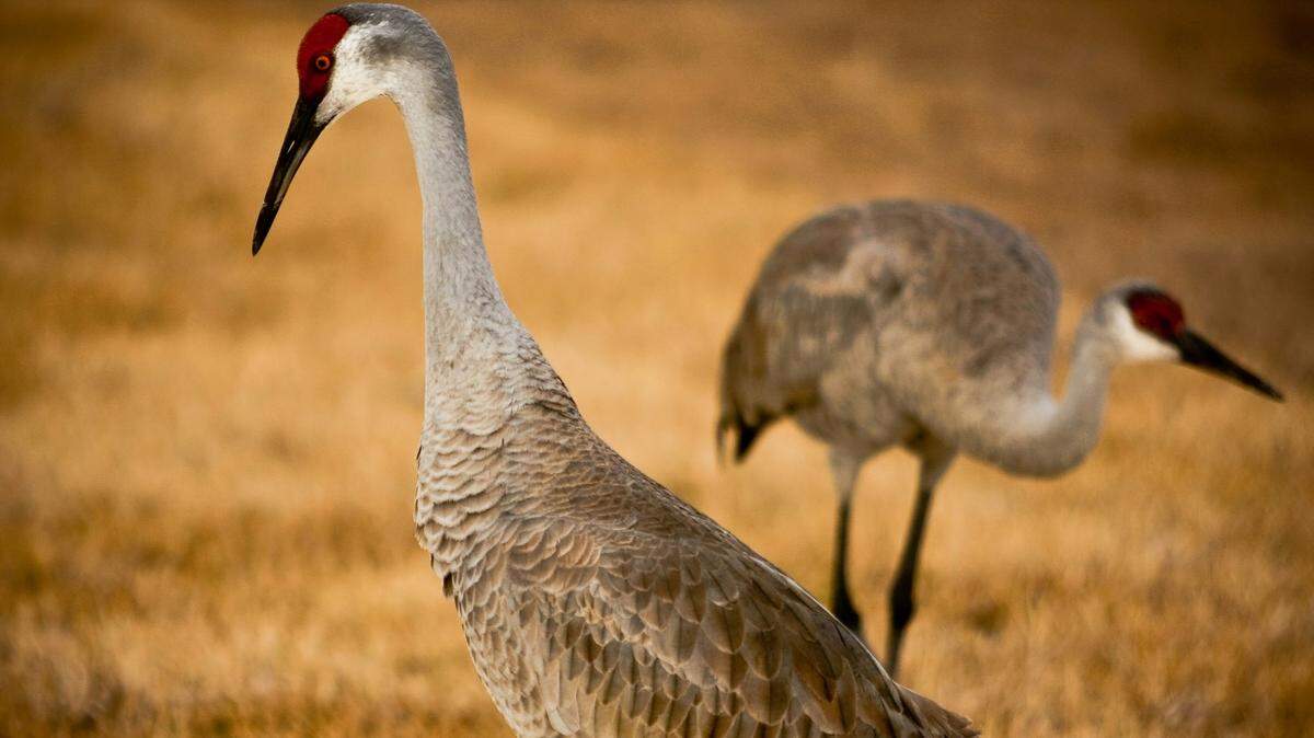 A man in Florida is accused of stealing two statues of sandhill cranes and giving them to his ex-girlfriend because the birds “mate for life,” a sheriff said.