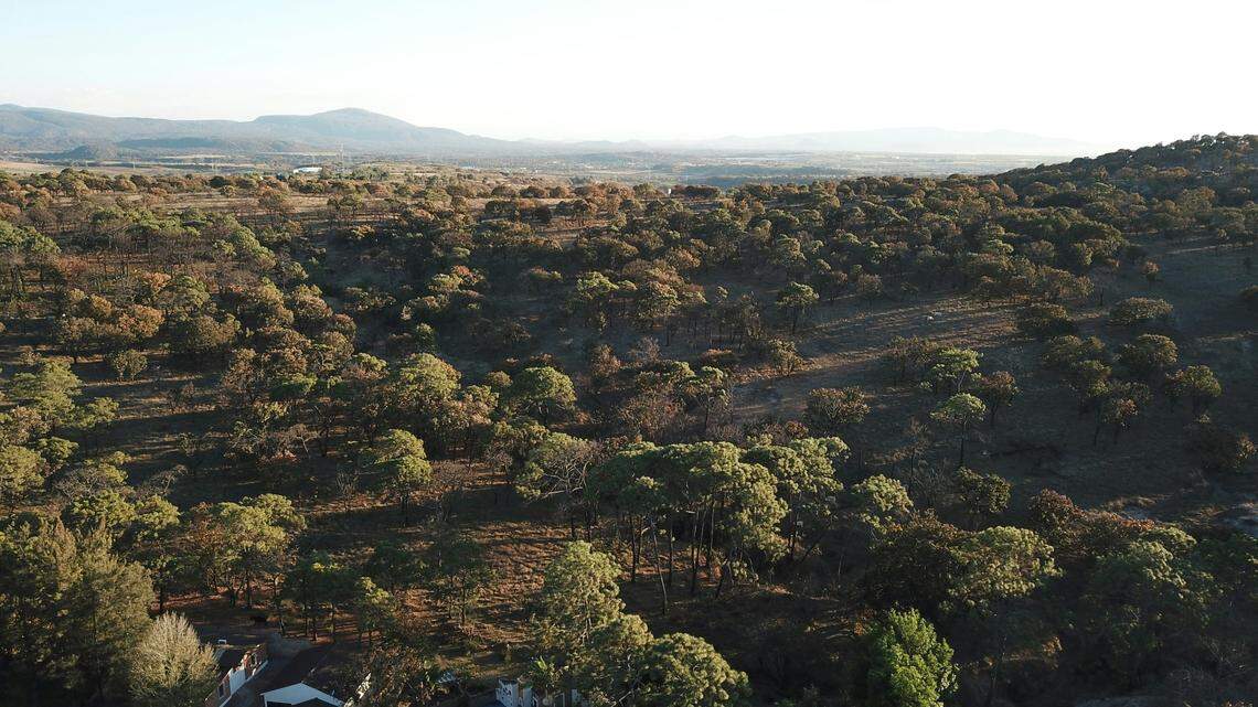 A new species of wasp — with a “heart-shaped patch” — was discovered in Jalisco, Mexico, according to a new study.