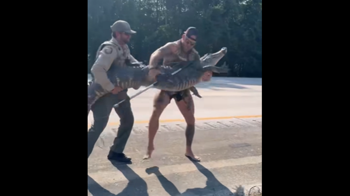 The alligator’s mouth was taped up and then it was placed in the back of a pickup truck to be relocated, video shows.