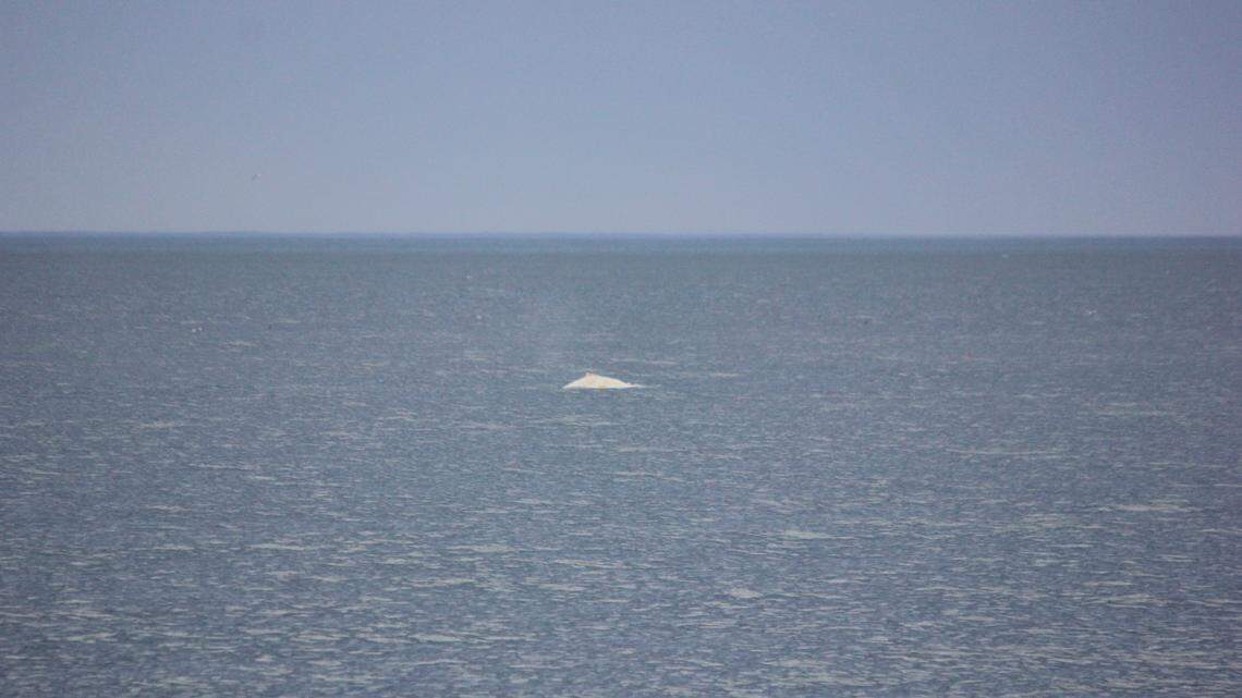 Rare whale may have been spotted off New Zealand, photos show | Miami Herald