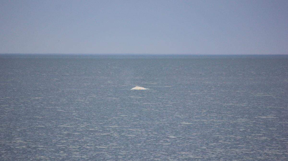 A rare white whale was recently spotted off the coast of New Zealand, and experts believe it may be the elusive Migaloo.