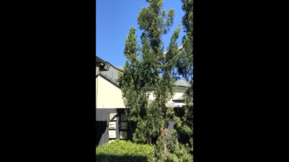 A 16-foot carpet python invaded an Australian yard, slithering from a roof through the trees, a TikTok video shows.