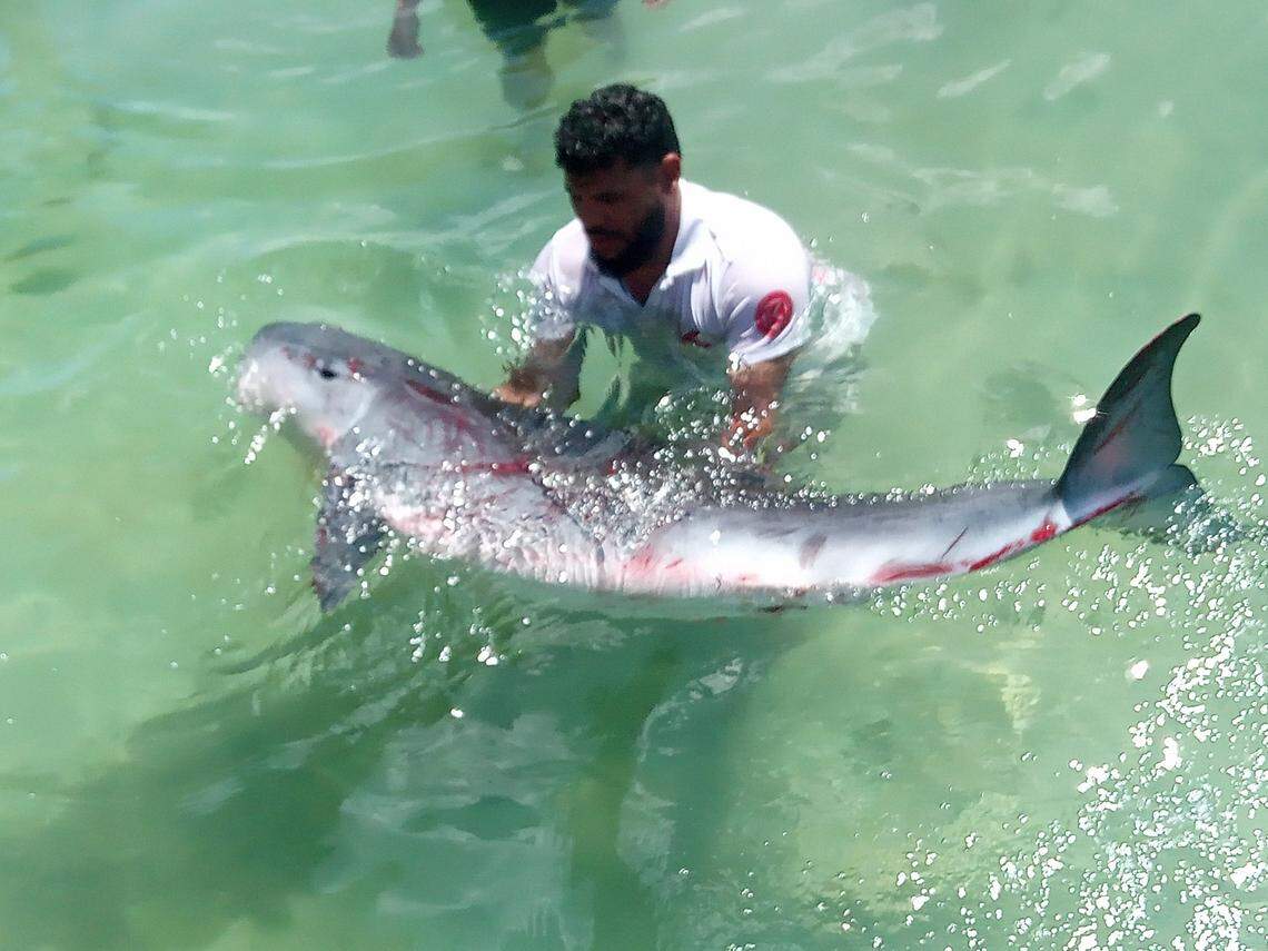 It was the first record of the species on the island.