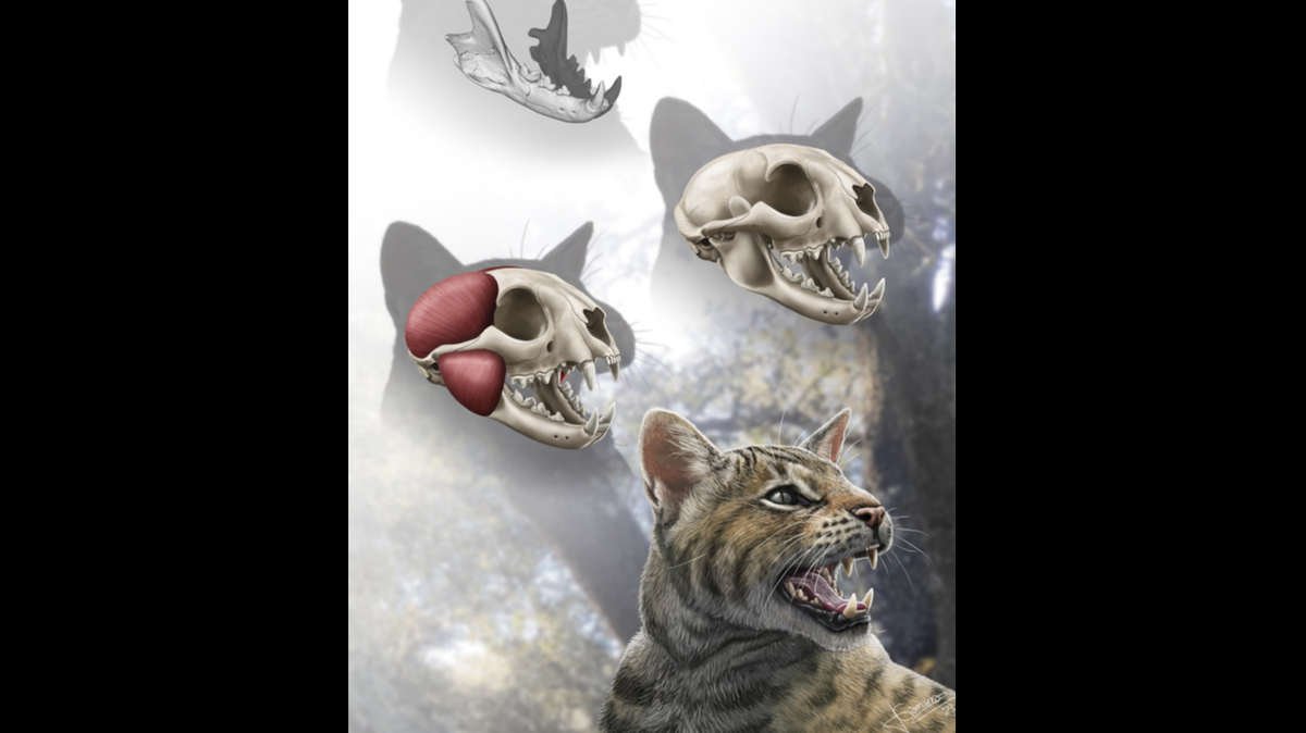 A well-preseved fossil discovered in Spain revealed the existence of an ancient cat with a “powerful bite.”
