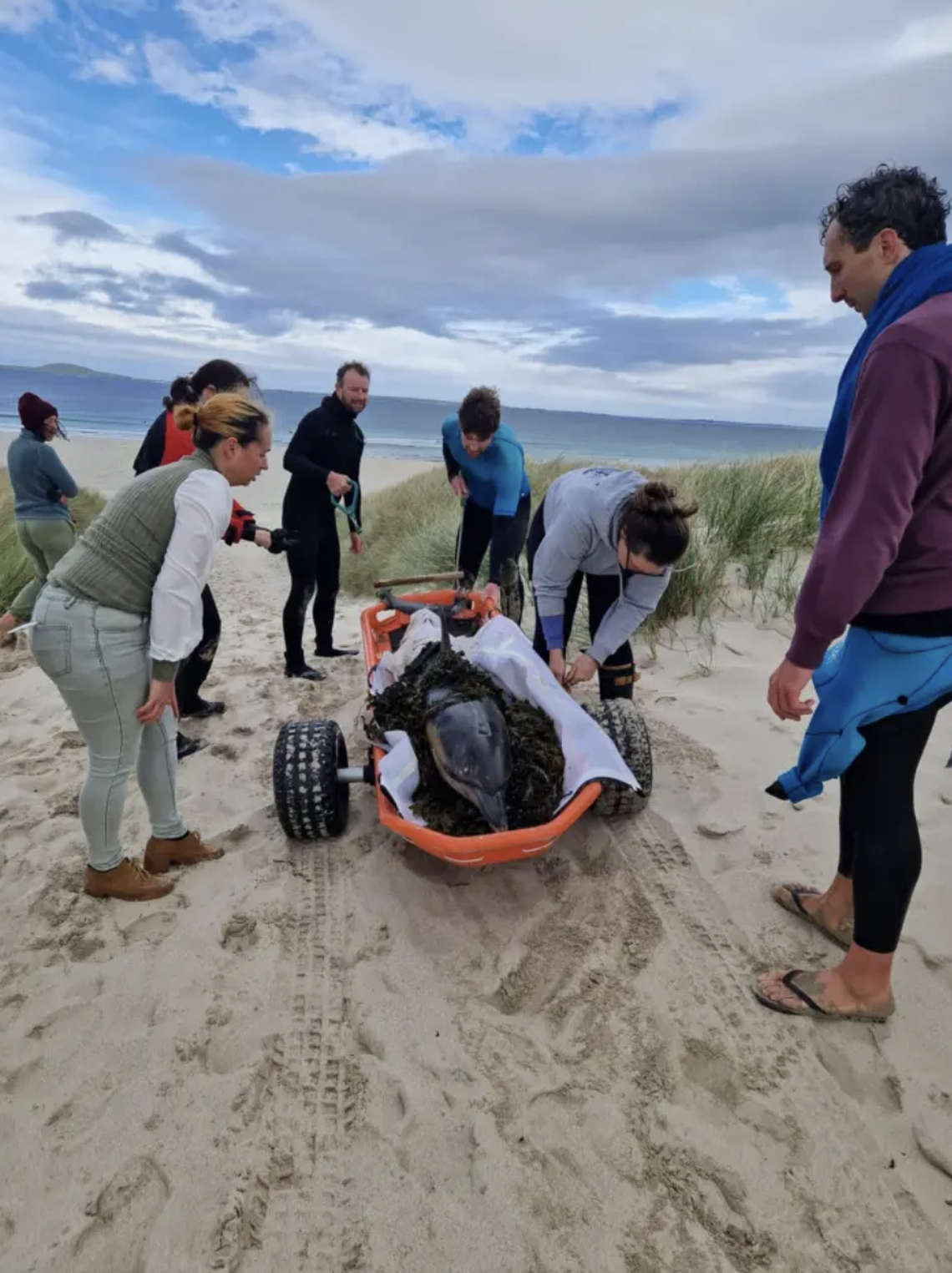 The surviving dolphin was relocated in order to prevent another stranding in the same area, the group said.