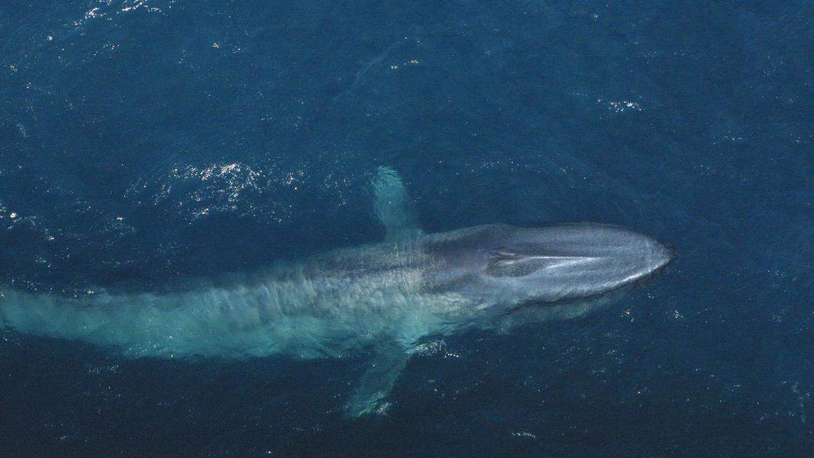 Blue whale calves and births have seldom been documented. A new study may help unravel the mystery.