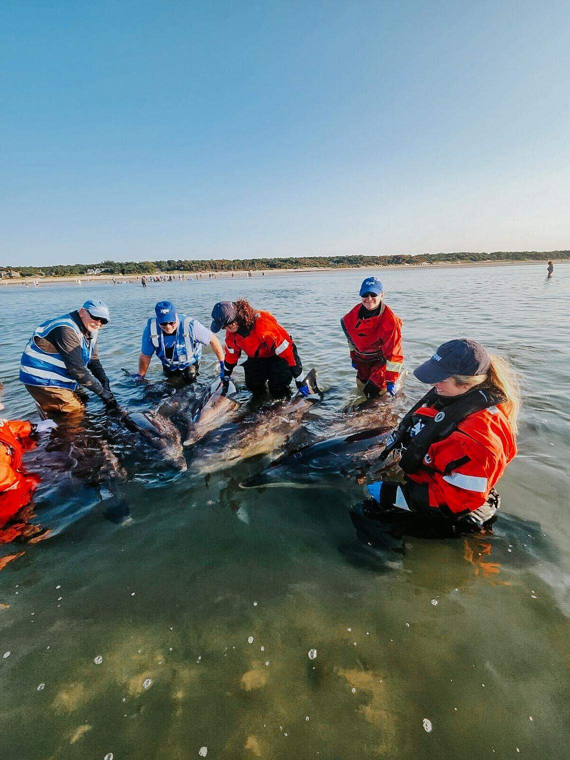 Overnight, the entire dolphin pod became stranded again, prompting a second rescue.