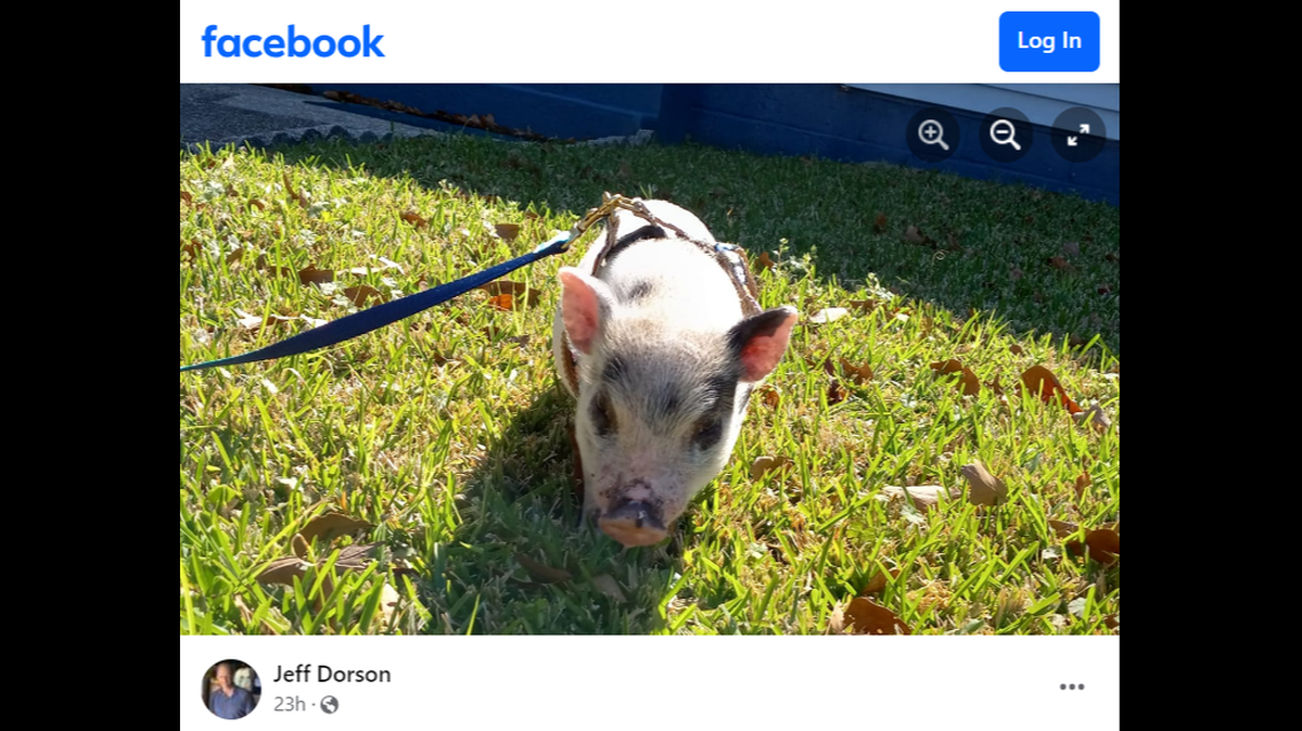 While recovering from the Mardi Gras incident, Piglet had the opportunity to have a “sleepover” with some rehabilitated opossums, the Humane Society of Louisiana Executive Director Jeff Dorson said.