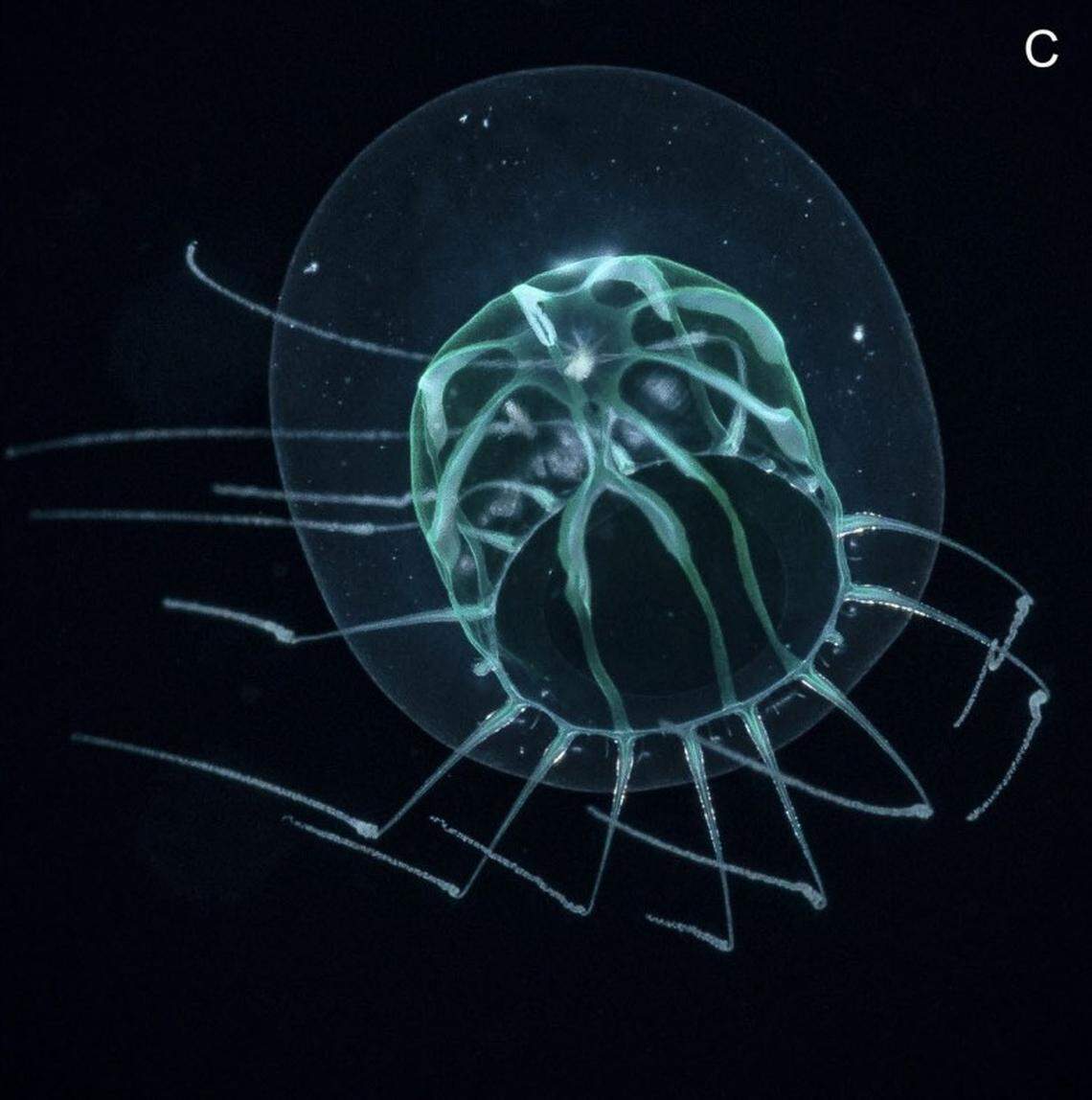 A Melicertum tropicalis, or warm water jellyfish.