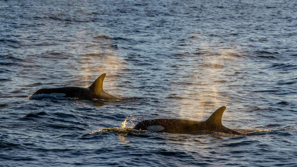 Anglers off the coast of Honduras captured rare footage of a pod of orcas eating a sperm whale, according to a new study.