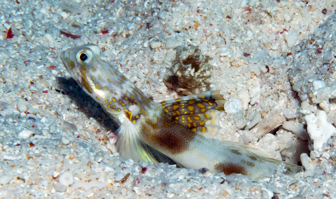 “This is a significant, exciting discovery,” marine biologist Chris Dudgeon said.