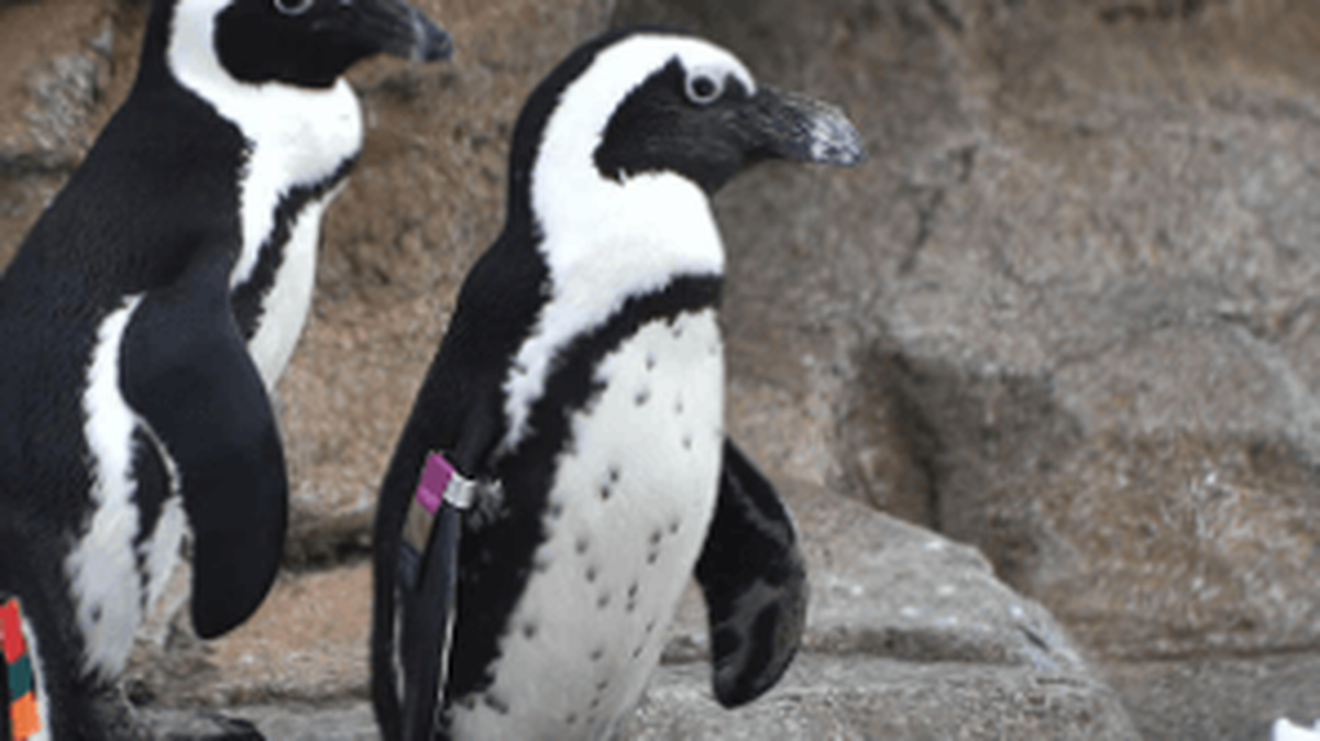 The oldest African penguin at Maryland Zoo died, but he leaves behind his lifelong mate and five generations of their offspring.
