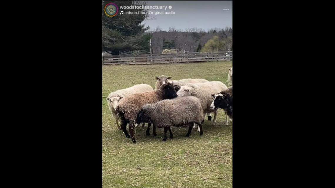 A rescued sheep in New York was greeted by her new herd.